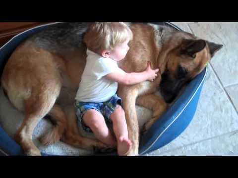 german shepherd with baby