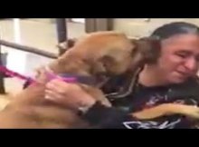 heartfelt dog reunion