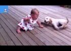 labrador puppy
