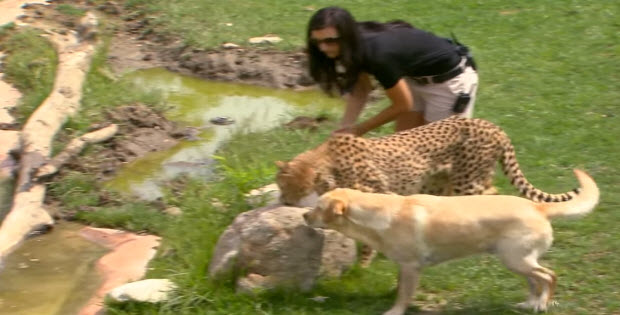 labrador-retriever-helping-cheetah-1