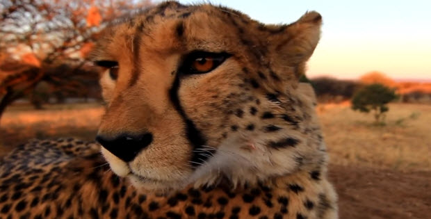 labrador-retriever-helping-cheetah