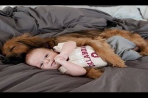 overly protective dogs
