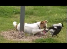 cute puppy playing with bird