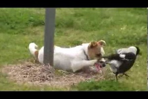 cute puppy playing with bird