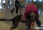 soldier reunites with his war dog