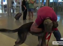 soldier reunites with his war dog