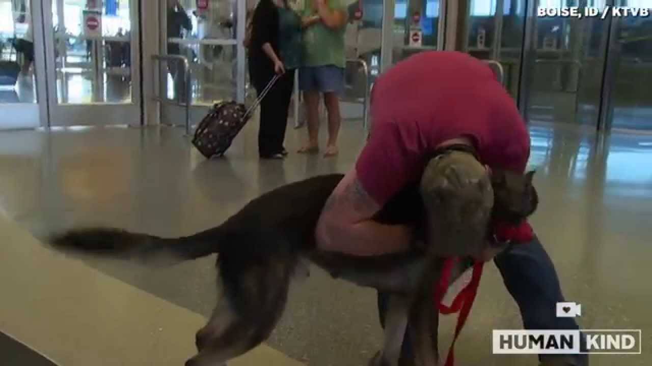 soldier reunites with his war dog