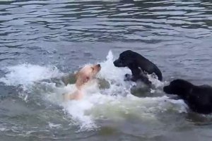 These Beautiful Labs Are Swimming In A River And It Is Mesmerizing To Watch