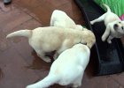 yellow lab puppies