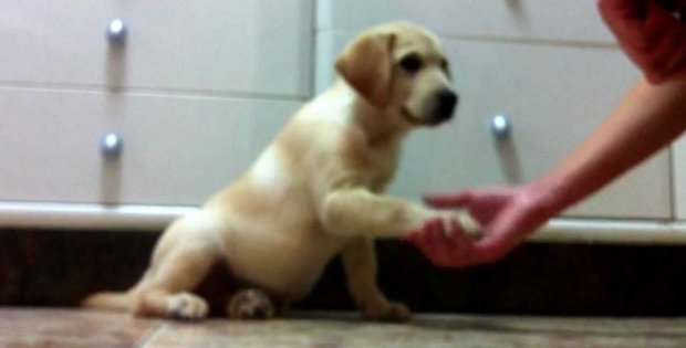 This Cute Yellow Lab Puppy Is Getting Treats For Being A Good Boy
