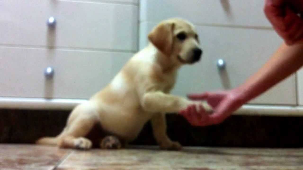 This Cute Yellow Lab Puppy Is Getting Treats For Being A Good Boy