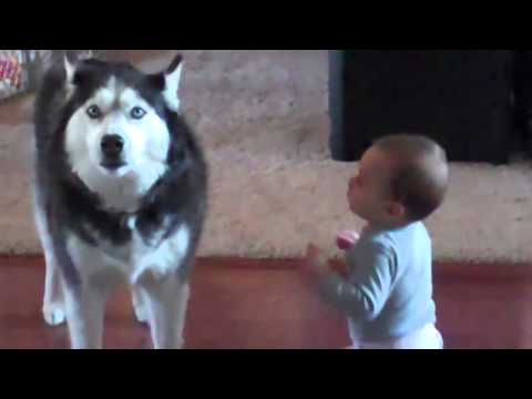dog imitating baby