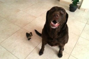 This Labrador Dog Got A Duck