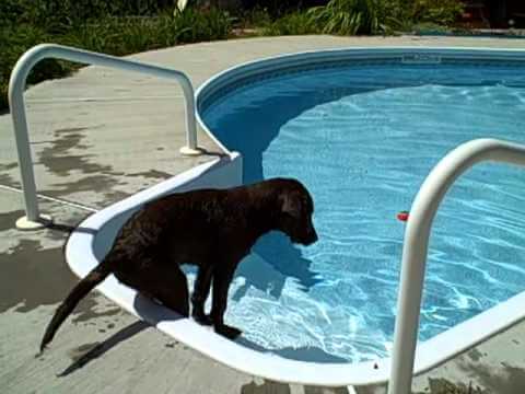 THIS LABRADOR PUPPY FIRST TIME FETCHING THE BALL FROM THE POOL IS ADORABLE