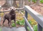 dog is trying to carry stick across the bridge