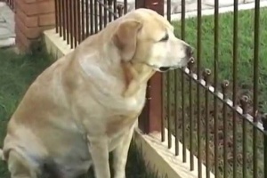 Labrador Waiting Cat