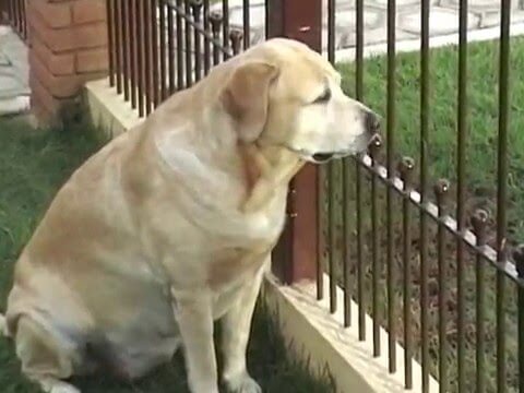 Labrador Waiting Cat