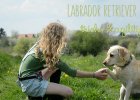 labrador dog training