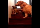 dog teaching puppy how to go down the stairs