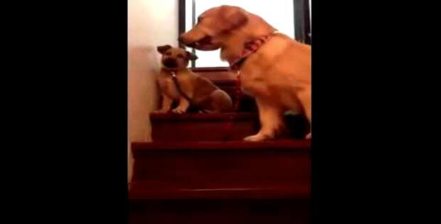 dog teaching puppy how to go down the stairs