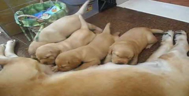 yellow labrador retriever puppies