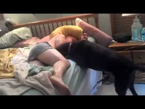 labrador is waking his dad up