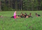 huge german shepherds