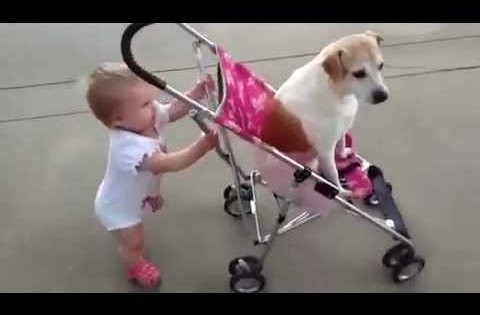 kid pushes dog