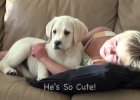 white lab dog