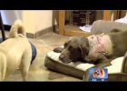 dog hurt