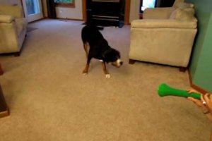 funny dog videos