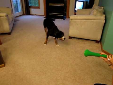 funny dog videos