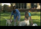 dog training