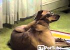 dog practicing yoga