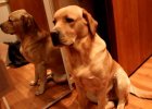 guilty labrador retriever