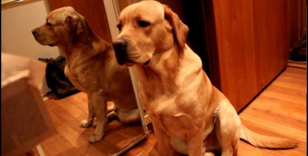 guilty labrador retriever