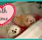 Pomeranians and Yorkie Dogs Hate Bath