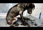 amazing dog rescue