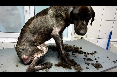 amazing dog rescue