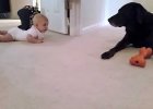 This Baby Is Trying To Crawl To Her Labrador And What The Dog Does Is Simply Priceless