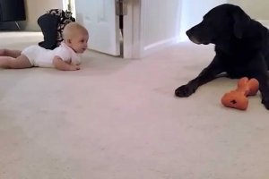 This Baby Is Trying To Crawl To Her Labrador And What The Dog Does Is Simply Priceless