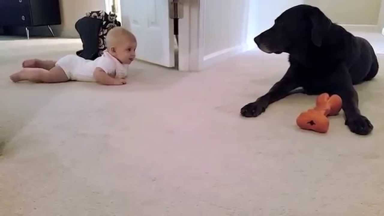 This Baby Is Trying To Crawl To Her Labrador And What The Dog Does Is Simply Priceless