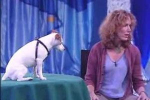 dog can do math