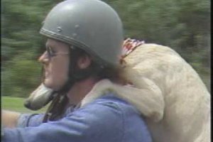 labrador-pit-mix-ride-motorcycle