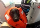 dog swims with dolphins