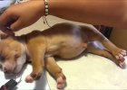 cute puppy