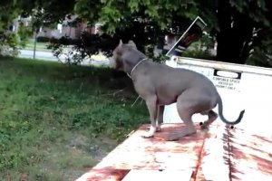 trained pit bull