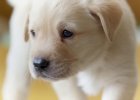yellow labrador puppy
