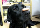 dog tricks