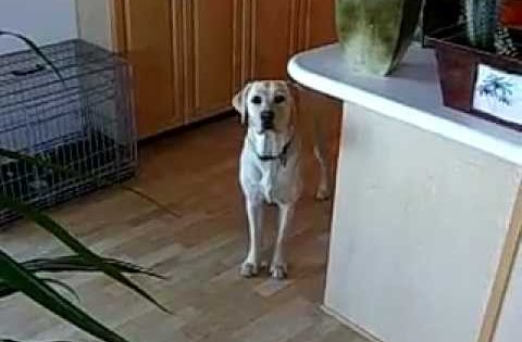 labrador fetching a beer